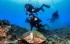 【潛水】墾丁岸潛體驗，深度徜徉南灣海洋世界！